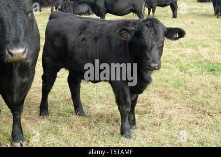 Black Cows Walking Stock Photo