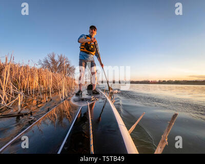 athletic senior man on a stand up paddleboard in sunset light on a calm lake in Colorado, bow view Stock Photo