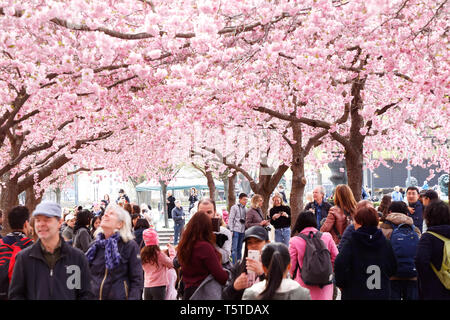 Stockholm, Sweden - April 22, 2019: People walking and standing under japanese cherry trees blossoms in the Kungstradgarden park. Stock Photo