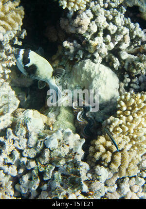 Arothron Dog Face Puffer Arothron diadematus and Tridacna maxima clam. Underwater life of Red sea in Egypt. Saltwater fishes and coral colony reef. Su Stock Photo