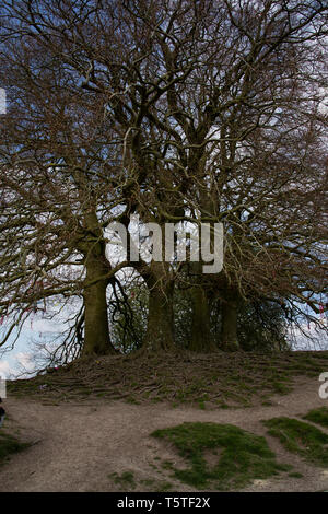 JRR Tolkien's trees, Avebury, Wiltshire Stock Photo