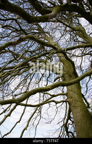 JRR Tolkien's trees, Avebury, Wiltshire Stock Photo
