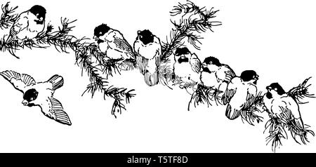 Seven birds are sitting on a branch of a tree and one bird is flying away from the tree, vintage line drawing or engraving illustration. Stock Vector