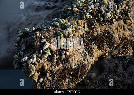 barnacles and shells on rocks at the beach, Hastings Stock Photo