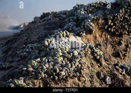 barnacles and shells on rocks at the beach, Hastings Stock Photo