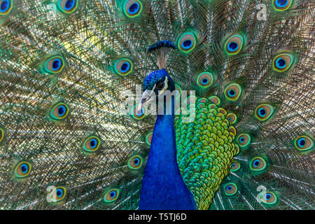 Peacock male, Phasianidae, displaying brilliant plumage in blue and green hues, animal, bird, closeup. Stock Photo