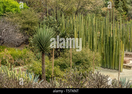 A family of cactus in the gardens of the archeological site of Mitla, Oaxaca, Mexico Stock Photo