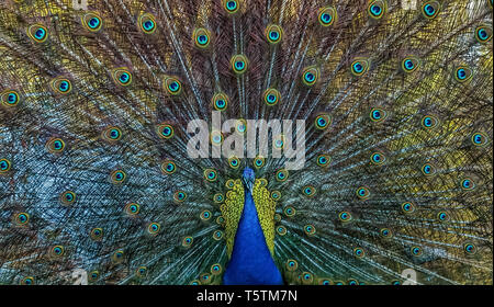Close-up shot of a puffed peafowl Stock Photo
