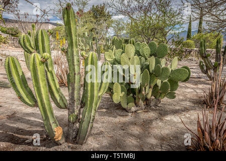 A family of cactus in the gardens of the archeological site of Mitla, Oaxaca, Mexico Stock Photo