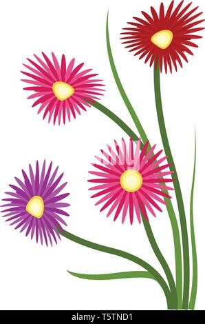 Vector illustration of orange purple and red aster flowers on white background. Stock Vector
