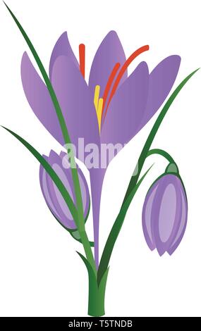 Vector illustration of purple crocus flowers on white background. Stock Vector