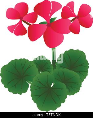 Vector illustration of bright pink geranium flowers with green leafs on white background. Stock Vector