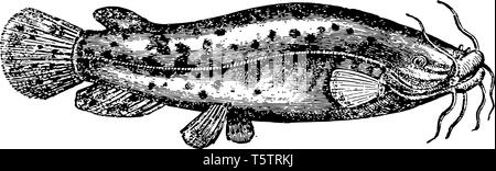 Electric catfish, vintage engraved illustration. Natural History of ...