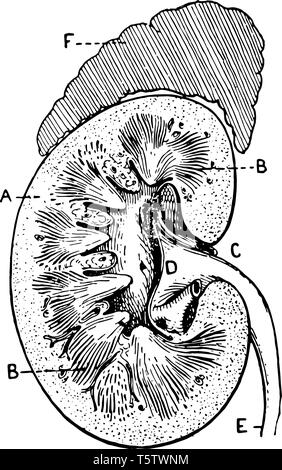 Kidney | Medical drawings, Anatomy art, Sketches