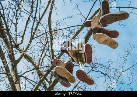 shoes hanging in tree , used sneaker in trees Stock Photo