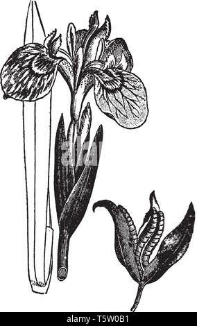 Image of Yellow iris flower. Its name is taken from Greek word rainbow. It is widely planted in temperate regions, vintage line drawing or engraving i Stock Vector