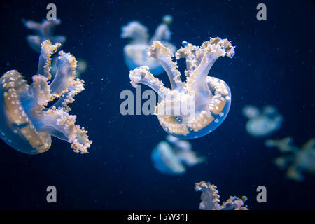 Beautiful white jellyfish moving in the dark water, glowing with neon light
