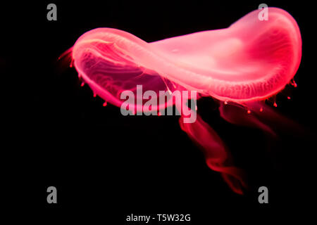 Beautiful jellyfish moving in the dark water, glowing with neon light Stock Photo
