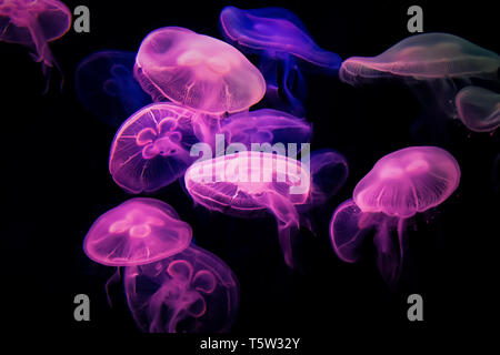 Beautiful jellyfish moving in the dark water, glowing with purple neon light Stock Photo