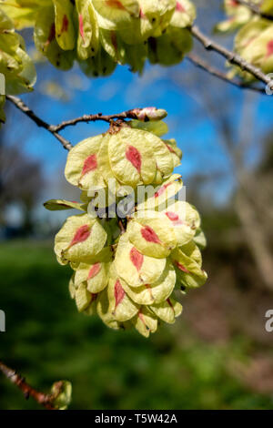 Fruits of wych elm tree Ulmus glabra appear before the leaves in late April - Somerset UK Stock Photo