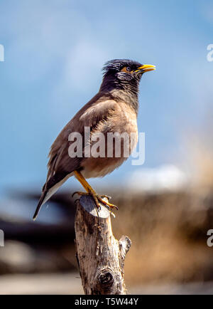 Common myna with yellow beak perched on a modern LED streetlight ...