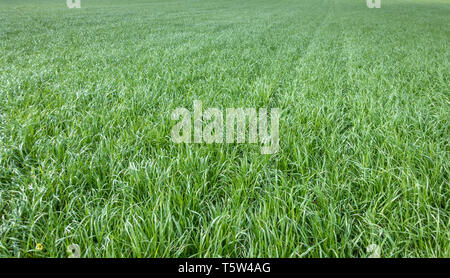 Monoculture of perennial ryegrass Lolium perenne recently sown in a large field in Somerset UK grown for animal fodder Stock Photo