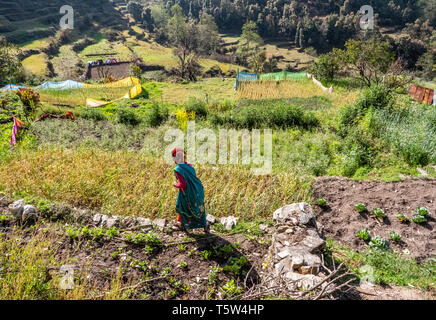 A woman watering her vegetables in terraced fields in the village of Risal high in the Himalayan hills of Binsar in Uttarakhand Northern India Stock Photo