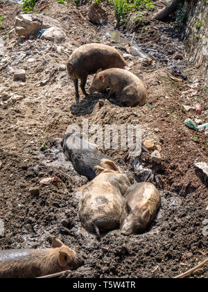 Pigs wallowing in mud by a river in northern India Stock Photo