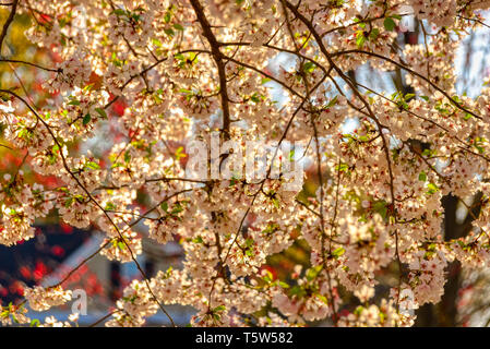Cherry flowers on branch Stock Photo