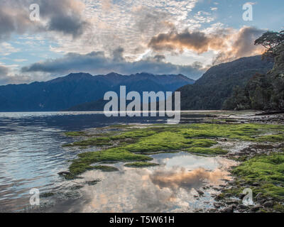 Green plants, clouds reflected in clear calm water, dark mountains rise in the distance, Lake Hauroko, Fiordland National Park, Southland, New Zealand Stock Photo