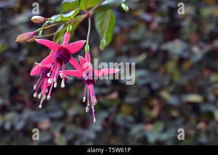 Pink and violet fuchsia Stock Photo
