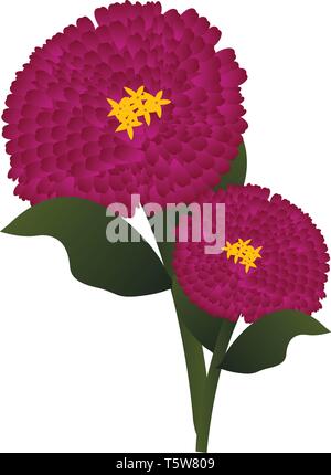 Vector illustration of bright pink zinnia flowers  with green leafs on white background. Stock Vector