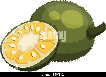 Green jackfruit cut in half vector illustration on white background. Stock Vector