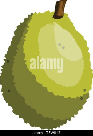 Green jackfruit vector illustration on white background. Stock Vector
