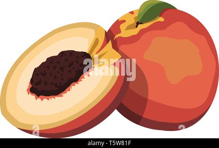 Cartoon of a orange red and yellow nectarine fruit with green leaf half a nectarine with brown seed vector illustration on white background. Stock Vector