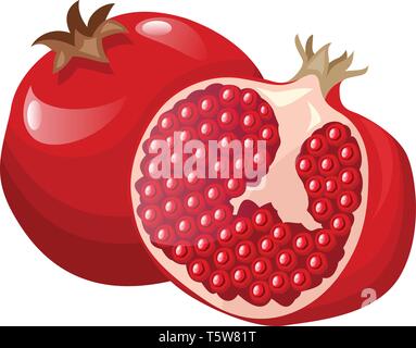 Vector illustration of a bright red pomegranate fruit half a pomegranat with red seeds white background. Stock Vector
