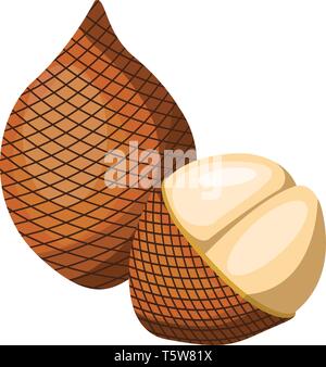 Vector illustration of brown salak fruit half a salak pealed  white background. Stock Vector