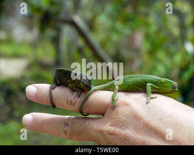 Two small chameleons on a hand, taken in Madagascar. Stock Photo