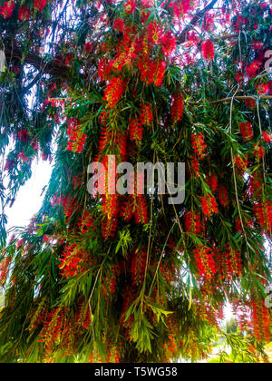 red flowers tree standing in a garden Stock Photo