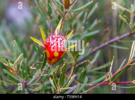 Red flower of native Australian plant Lambertia or mountain devil close-up. Stock Photo