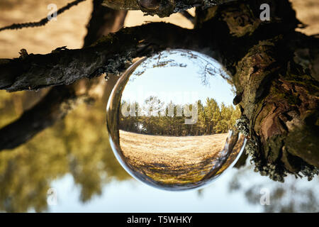 Upside down landscape of beautiful sunny forest Stock Photo