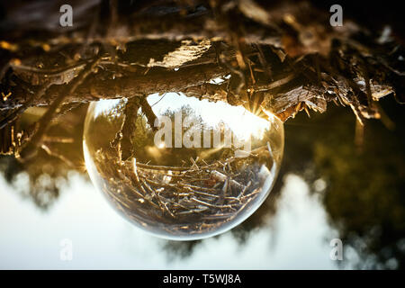 Upside down landscape of beautiful sunny forest Stock Photo