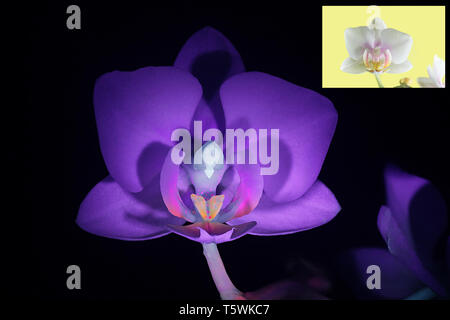 Moth orchid fluorescence in ultraviolet light (365 nm).  Smaller image showing same sample in normal daylight. Stock Photo