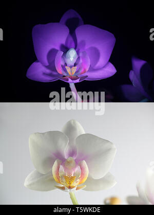 Moth orchid fluorescence in ultraviolet light (365 nm).  Lower image showing same sample in normal daylight. Stock Photo