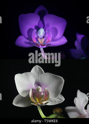 Moth orchid fluorescence in ultraviolet light (365 nm).  Lower image showing same sample in normal daylight. Stock Photo