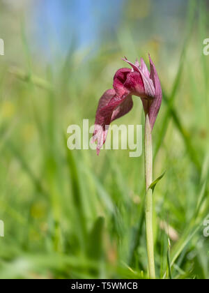 Serapias Lingua, Tongue orchid. Wildflower. Closeup with narrow depth of field, defocussed background. Stock Photo