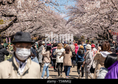 Crowds in Ueno Park enjoying the spring blossom, Tokyo, Japan. Stock Photo