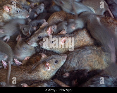 Brown Rats Rattus norvegicus in farm barn Stock Photo