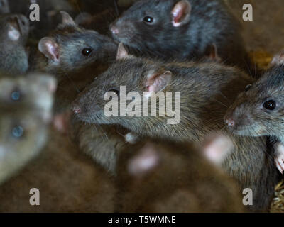 Brown Rats Rattus norvegicus in farm barn Stock Photo