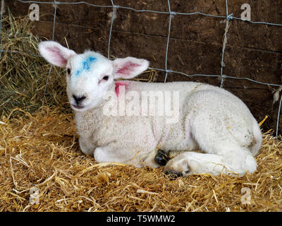 Sheep in a barn during lambing time Stock Photo - Alamy